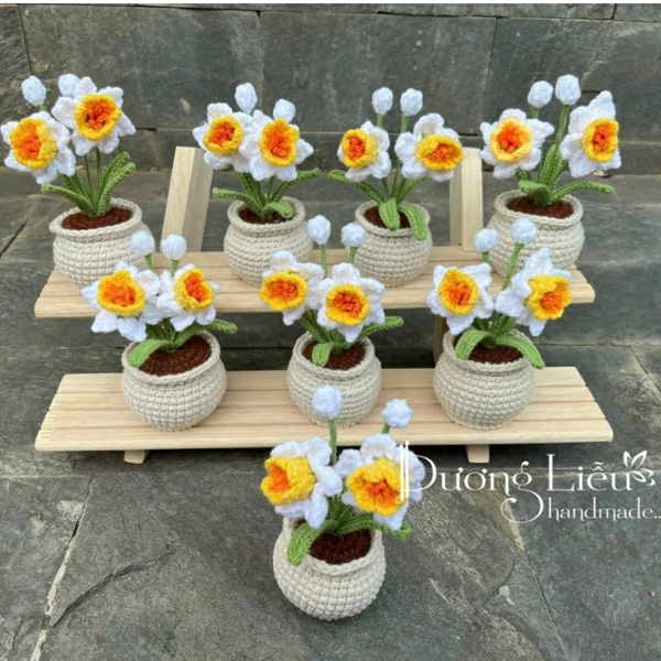 Chậu nhỏ - Hoa thủy tiên