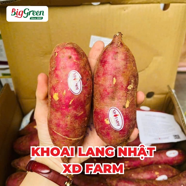 Khoai Lang Nhật - XD Farm