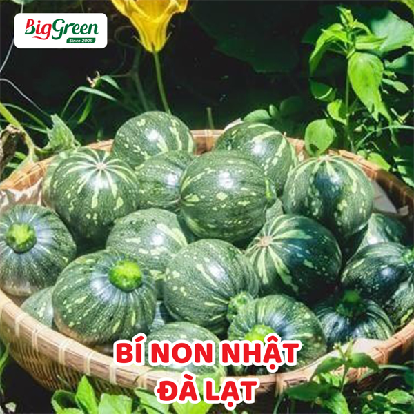 Bí Non Nhật - Đà Lạt