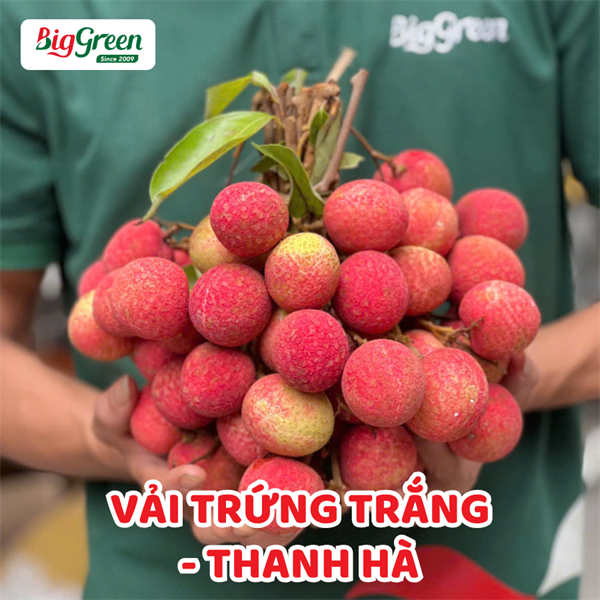 Vải Trứng Trắng - Thanh Hà