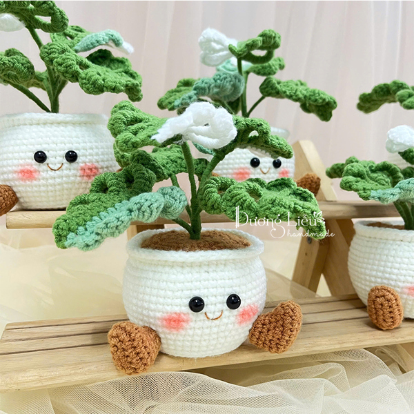 Chậu lớn - Monstera chân mèo