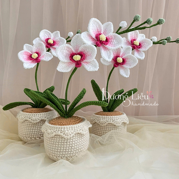 Chậu lớn - Hoa lan hồ điệp
