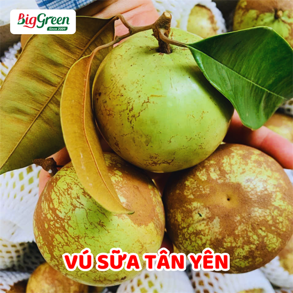 Vú Sữa Hợp Đức Tân Yên - Bắc Giang