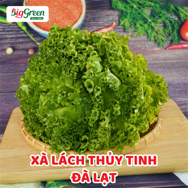 Xà Lách Thủy Tinh - Đà Lạt