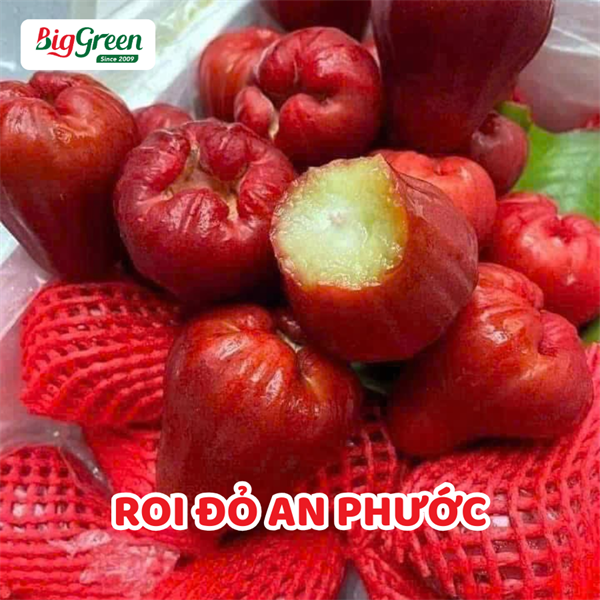 Roi Đỏ An Phước