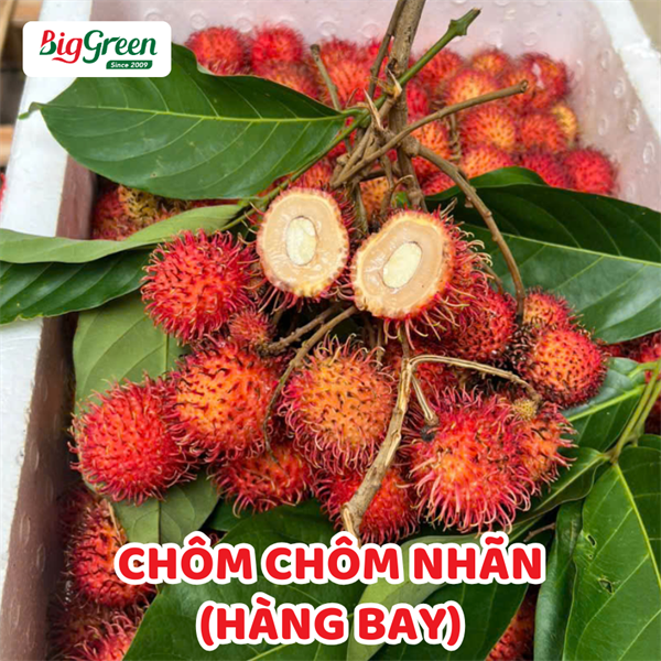 Chôm Chôm Nhãn (Bay)