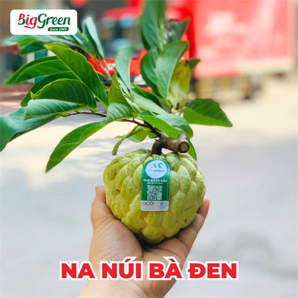 Na Núi Bà Đen Tây Ninh