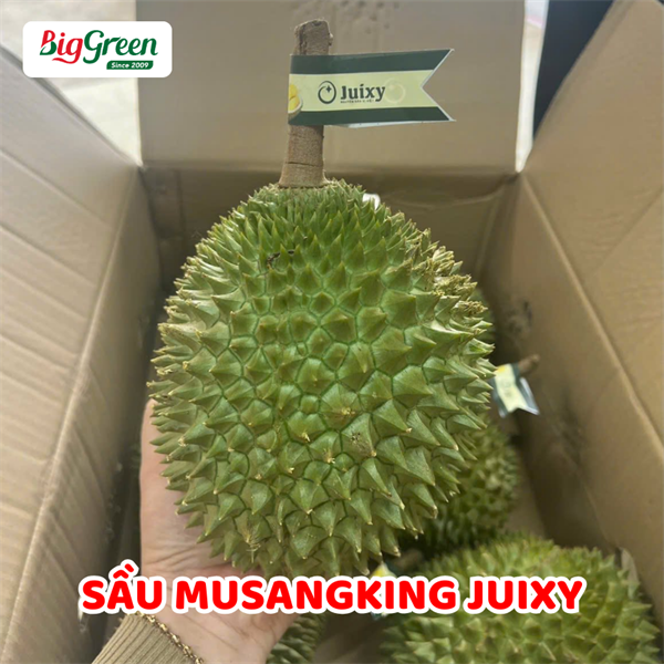 Sầu Riêng Musaking - Juixy