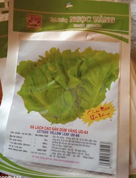 Xà lách
