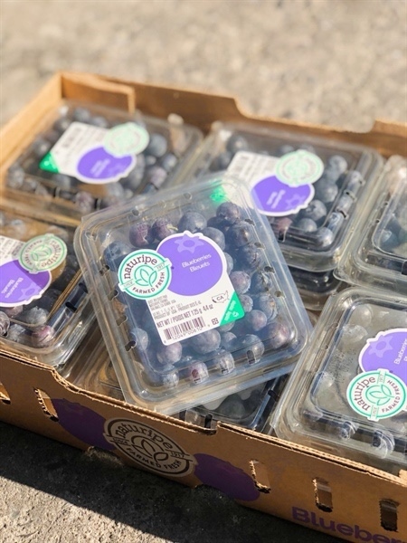 Việt quất Mỹ naturipe