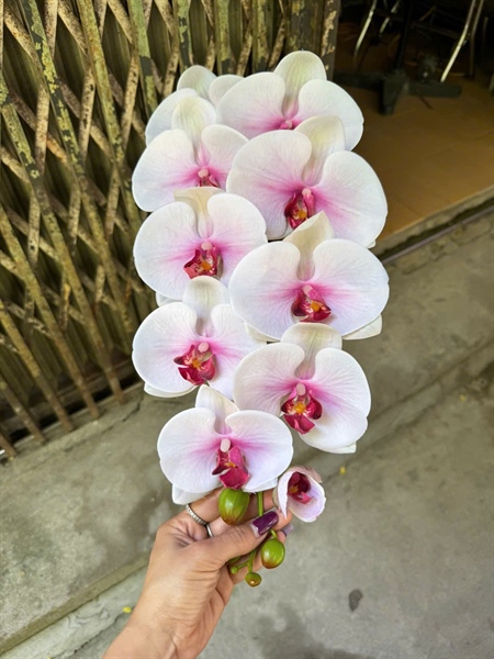 Hồ điệp cao su 10b xịn - trắng lõi - Hồ điệp, lan - Hoa Lụa Vân Vượng