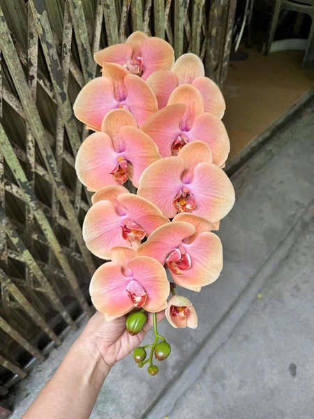 Hồ điệp cao su 10b xịn - bê bê đậm - Hồ điệp, lan - Hoa Lụa Vân Vượng