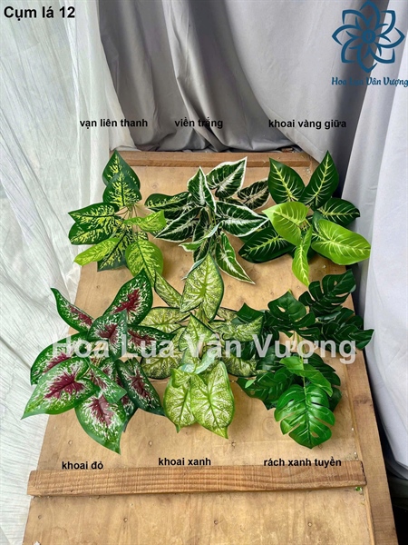 Cụm lá 12 - viền trắng - Lá cành ngắn - Hoa Lụa Vân Vượng