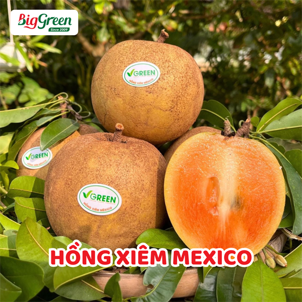 Hồng Xiêm Mexico