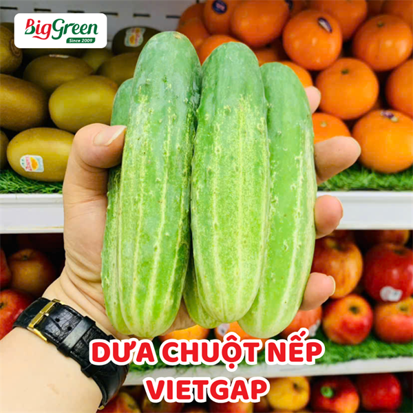 Dưa Chuột Nếp VietGAP