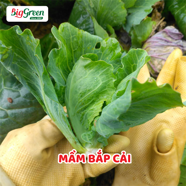 Mầm Bắp Cải