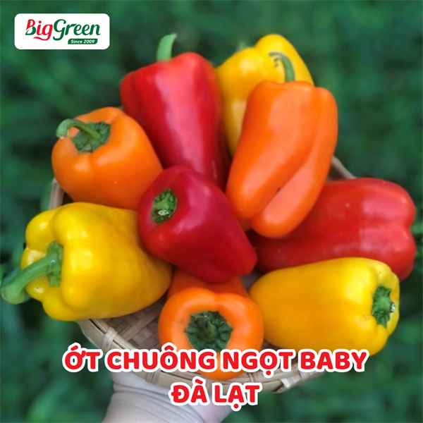 Ớt Chuông Ngọt Baby- Đà Lạt
