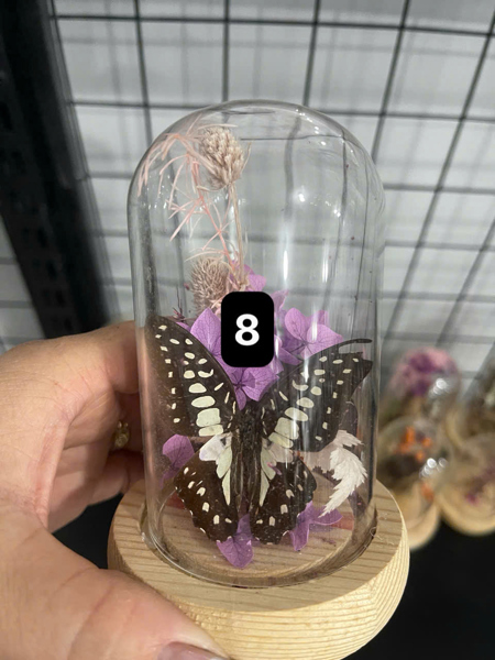 Nhà bướm hoa tím.