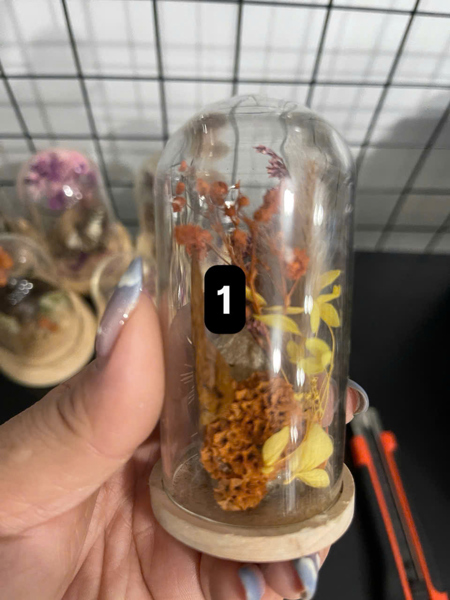 Nhà bướm vàng cam .