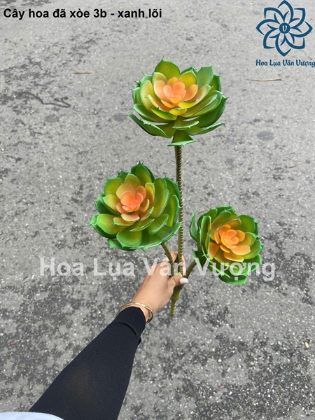 Cây hoa đá xòe 3b - Xanh lõi - Hoa đá - Hoa Lụa Vân Vượng