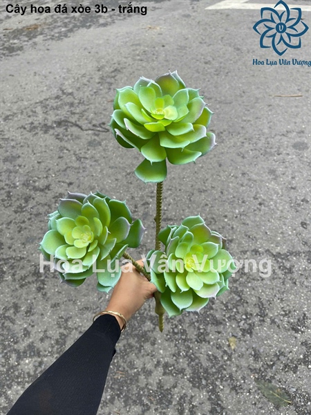 Cây hoa đá xòe 3b - Trắng - Hoa đá - Hoa Lụa Vân Vượng