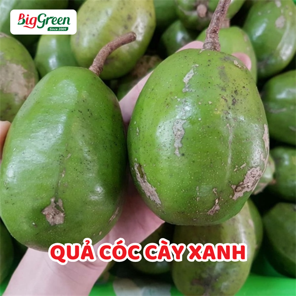 Qủa Cóc Cày Xanh