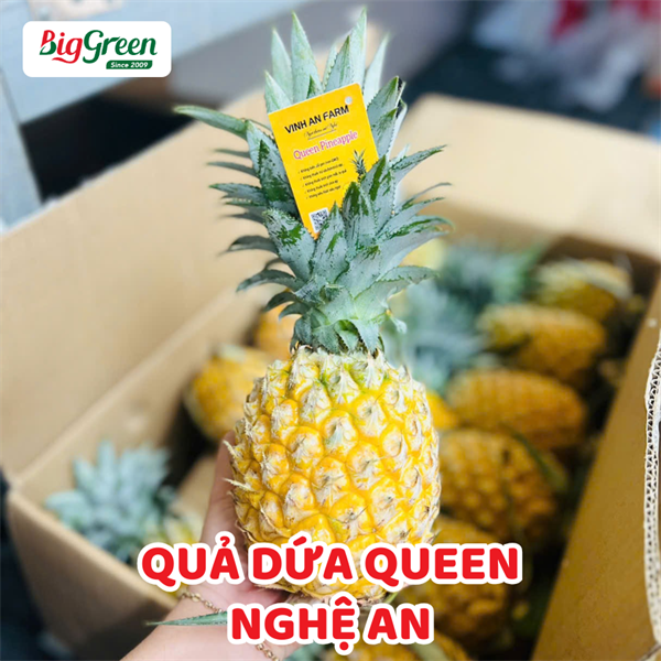 Quả Dứa Queen - Nghệ An