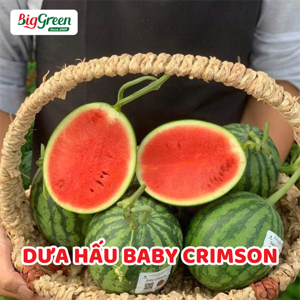 Dưa Hấu Baby Crimson
