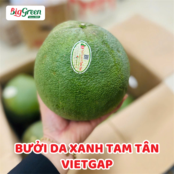 Bưởi Da Xanh Tam Tân Vietgap