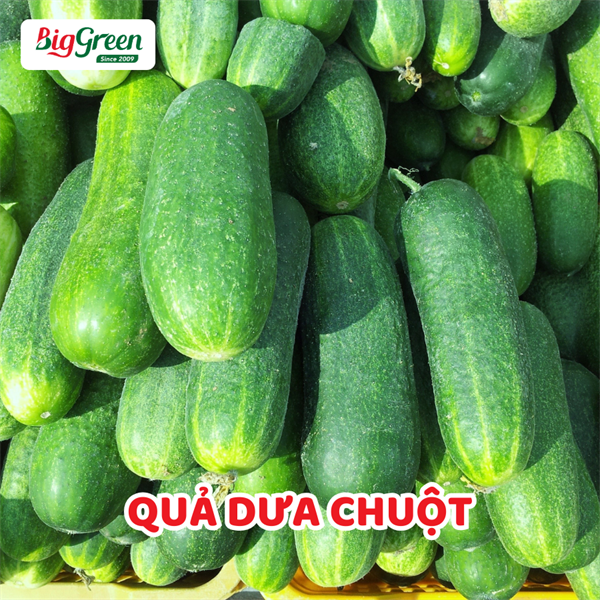 Quả Dưa Chuột