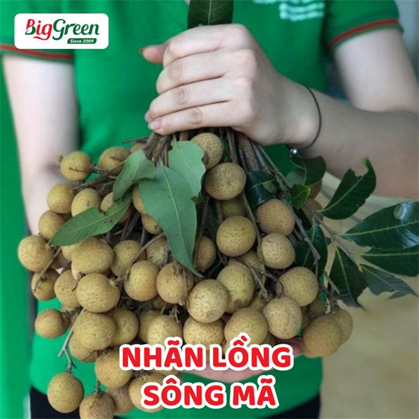Nhãn Lồng - Sông Mã