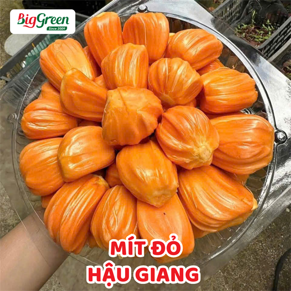 Mít Đỏ-Hậu Giang
