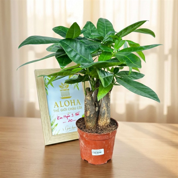CÂY KIM NGÂN 3 GỐC
