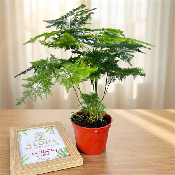 CÂY KIM THỦY TÙNG (THÙNG 40 CÂY)