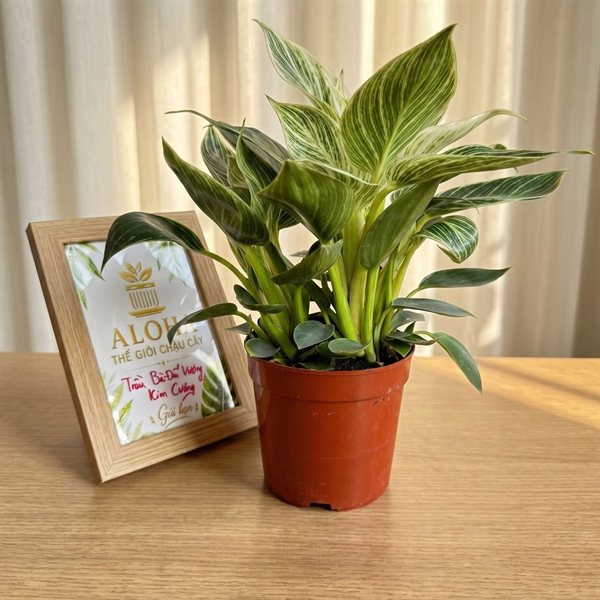 CÂY TRẦU BÀ ĐẾ VƯƠNG