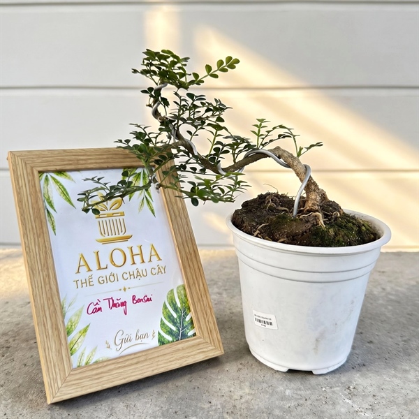 CÂY CẦN THĂNG BONSAI
