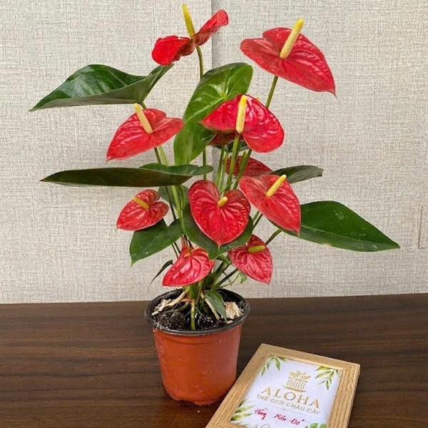 CÂY HỒNG MÔN ĐỎ ( THÙNG 30 )