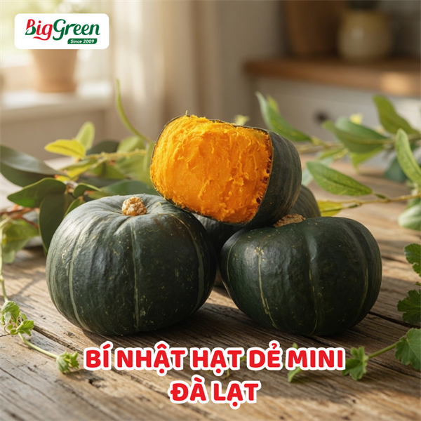 Bí Nhật Hạt Dẻ Mini - Đà Lạt