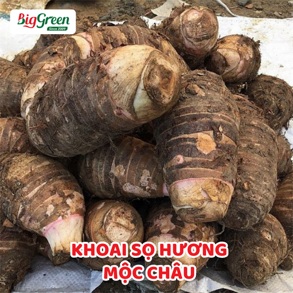 Khoai Sọ Hương - Mộc Châu