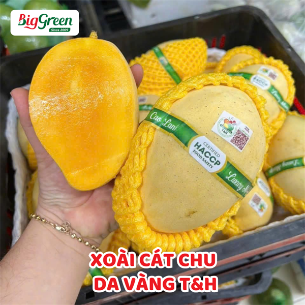 Xoài Cát Chu Da Vàng T&H