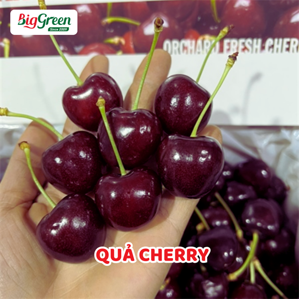 Quả Cherry