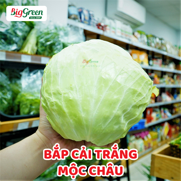 Bắp Cải Trắng Mộc Châu