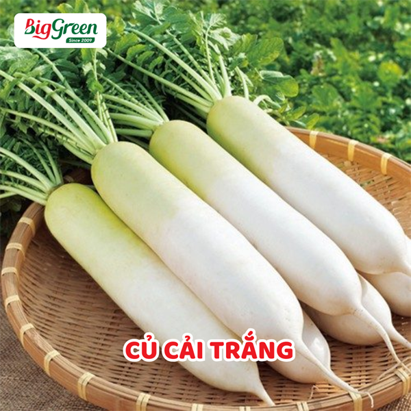 Củ Cải Trắng