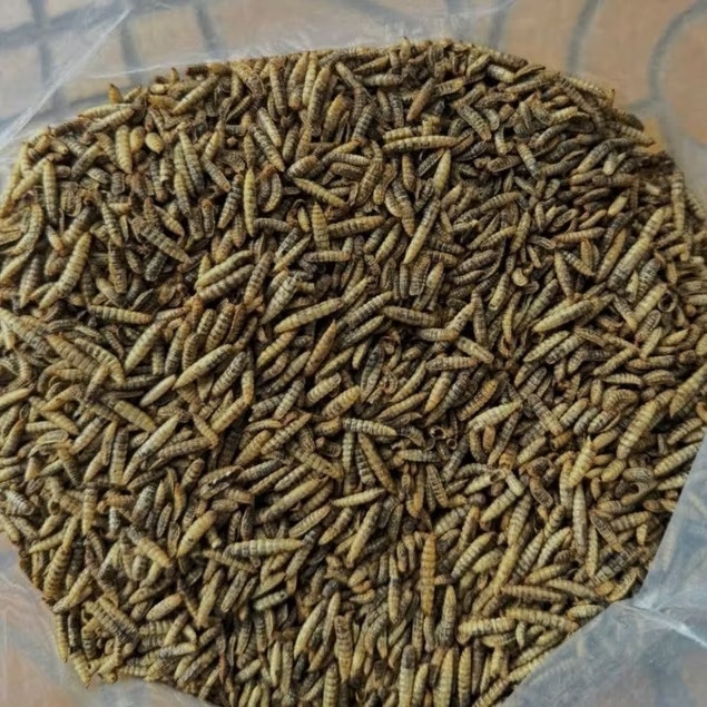 sâu canxi sấy khô