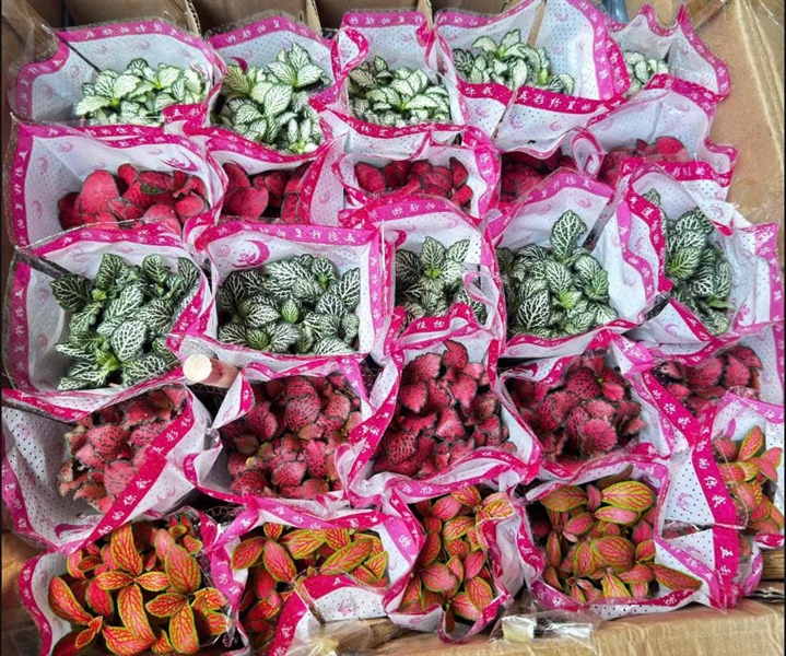 CÂY LÁ MAY MẮN (THÙNG 40 CÂY)