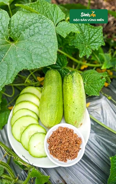 Dưa mèo Tây Bắc