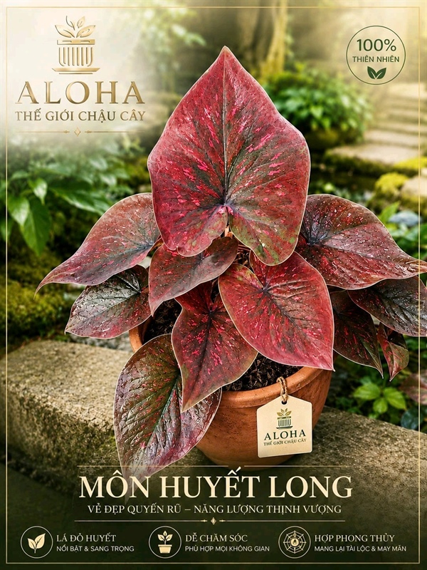 MÔN HUYẾT LONG
