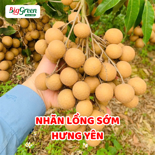 Nhãn Lồng Sớm - Hưng Yên