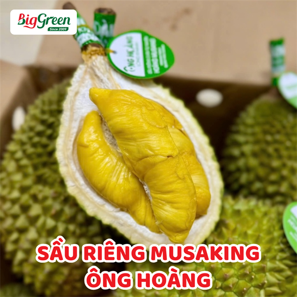 Sầu Riêng Musaking Ông Hoàng