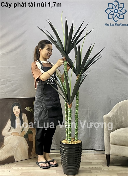 Cây phát tài núi 1,7m - M - Cây - Hoa Lụa Vân Vượng